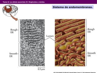 Tema 6: La célula eucariota II: Orgánulos y núcleo.
Sistema de endomembranas.
 