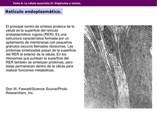 Tema 6: La célula eucariota II: Orgánulos y núcleo.
Retículo endoplasmático.
Don W. Fawcett/Science Source/Photo
Researchers, Inc.
El principal centro de síntesis proteica de la
célula es la superficie del retículo
endoplasmático rugoso (RER). Es una
estructura característica formada por un
apilamiento de membranas con pequeños
gránulos oscuros llamados ribosomas. Las
proteínas sintetizadas pasan de la superficie
del RER al exterior de la célula. En los
ribosomas que puntean la superficie del
RER también se sintetizan proteínas, pero
éstas permanecen dentro de la célula para
realizar funciones metabólicas.
 