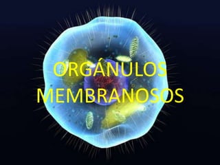 ORGÁNULOS
MEMBRANOSOS
 