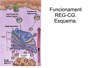 Funcionament
  REG-CG.
  Esquema.
 