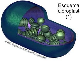 Esquema
cloroplast
    (1)
 