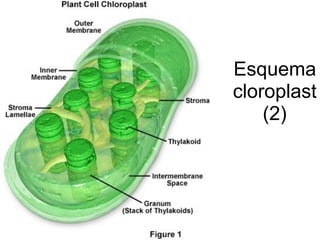 Esquema
cloroplast
    (2)
 
