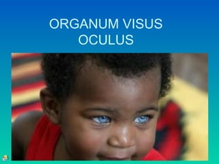 ORGANUM VISUS
OCULUS
 