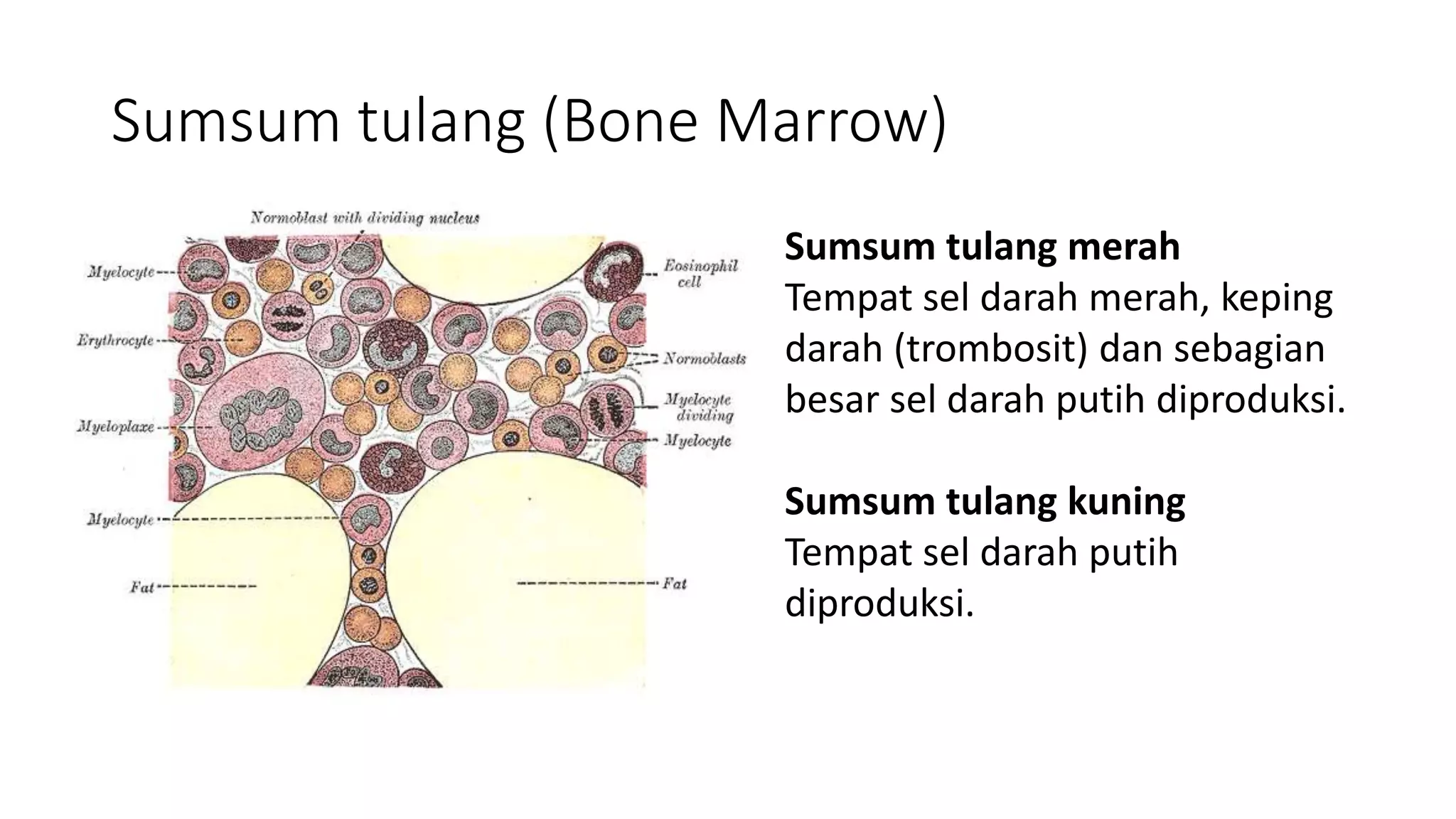 Organ yang berperan dalam hematopoiesis | PPTX