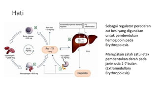 Peran Unsur Besi dalam Membentuk Hemoglobin Darah
