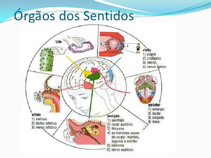 Órgãos dos sentidos Órgãos dos sentidos