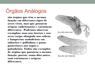 Orgãos análogos e homólogos | PPT
