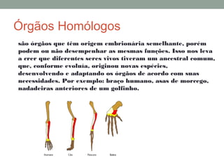 Órgãos Homólogos
são órgãos que têm origem embrionária semelhante, porém
podem ou não desempenhar as mesmas funções. Isso nos leva
a crer que diferentes seres vivos tiveram um ancestral comum,
que, conforme evoluía, originou novas espécies,
desenvolvendo e adaptando os órgãos de acordo com suas
necessidades. Por exemplo: braço humano, asas de morcego,
nadadeiras anteriores de um golfinho.