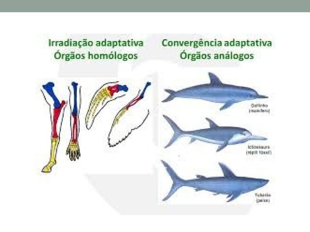 Orgãos análogos e homólogos | PPT