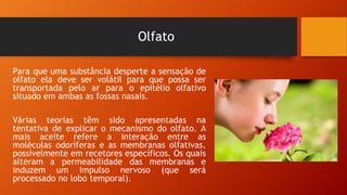 Olfato
Para que uma substância desperte a sensação de
olfato ela deve ser volátil para que possa ser
transportada pelo ar para o epitélio olfativo
situado em ambas as fossas nasais.
Várias teorias têm sido apresentadas na
tentativa de explicar o mecanismo do olfato. A
mais aceite refere a interação entre as
moléculas odoríferas e as membranas olfativas,
possivelmente em recetores específicos. Os quais
alteram a permeabilidade das membranas e
induzem um impulso nervoso (que será
processado no lobo temporal).
 
