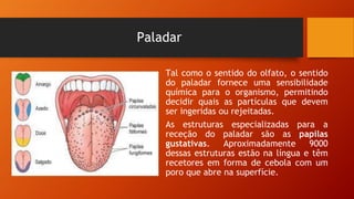 Paladar
Tal como o sentido do olfato, o sentido
do paladar fornece uma sensibilidade
química para o organismo, permitindo
decidir quais as partículas que devem
ser ingeridas ou rejeitadas.
As estruturas especializadas para a
receção do paladar são as papilas
gustativas. Aproximadamente 9000
dessas estruturas estão na língua e têm
recetores em forma de cebola com um
poro que abre na superfície.
 