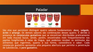 Paladar
São elas que permitem distinguir quatro sabores fundamentais: doce, salgado,
ácido e amargo. Os demais sabores são combinações desses quatro. É devido à
presença de corpúsculos gustativos que se encontram distribuídos praticamente
em toda mucosa bucal, sendo, porém, encontrados mais frequentemente nas
papilas fungiformes e valas da língua, que podemos receber os estímulos dos
alimentos que ingerimos, quanto à sua forma, consistência e sabor. Cada
corpúsculo gustativo apresenta uma pequena abertura que permite a penetração
de substâncias, o poro gustativo.
 