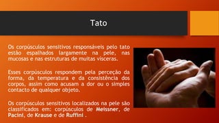 Tato
Os corpúsculos sensitivos responsáveis pelo tato
estão espalhados largamente na pele, nas
mucosas e nas estruturas de muitas vísceras.
Esses corpúsculos respondem pela perceção da
forma, da temperatura e da consistência dos
corpos, assim como acusam a dor ou o simples
contacto de qualquer objeto.
Os corpúsculos sensitivos localizados na pele são
classificados em: corpúsculos de Meissner, de
Pacini, de Krause e de Ruffini .
 