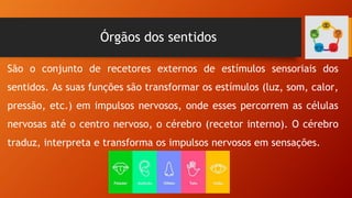 Órgãos dos sentidos
São o conjunto de recetores externos de estímulos sensoriais dos
sentidos. As suas funções são transformar os estímulos (luz, som, calor,
pressão, etc.) em impulsos nervosos, onde esses percorrem as células
nervosas até o centro nervoso, o cérebro (recetor interno). O cérebro
traduz, interpreta e transforma os impulsos nervosos em sensações.
 