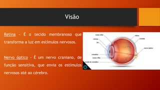 Visão
Retina - É o tecido membranoso que
transforma a luz em estímulos nervosos.
Nervo óptico - É um nervo craniano, de
função sensitiva, que envia os estímulos
nervosos até ao cérebro.
 