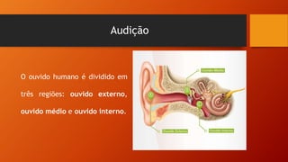 Audição
O ouvido humano é dividido em
três regiões: ouvido externo,
ouvido médio e ouvido interno.
 