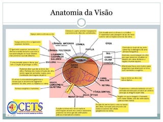 Anatomia da Visão
 