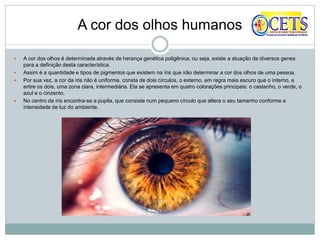 A cor dos olhos humanos
 A cor dos olhos é determinada através de herança genética poligênica, ou seja, existe a atuação de diversos genes
para a definição desta característica.
 Assim é a quantidade e tipos de pigmentos que existem na íris que irão determinar a cor dos olhos de uma pessoa.
 Por sua vez, a cor da íris não é uniforme, consta de dois círculos, o externo, em regra mais escuro que o interno, e
entre os dois, uma zona clara, intermediária. Ela se apresenta em quatro colorações principais: o castanho, o verde, o
azul e o cinzento.
 No centro da íris encontra-se a pupila, que consiste num pequeno círculo que altera o seu tamanho conforme a
intensidade de luz do ambiente.
 