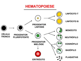 HEMATOPOIESE ERITRÓCITO PLAQUETAS BASÓFILO EOSINÓFILO NEUTRÓFILO MONÓCITO LINFÓCITO T LINFÓCITO B PROGENITOR  MIELÓIDE PROGENITOR  LINFÓIDE PROGENITOR  PLURIPOTENTE CÉLULA TRONCO 