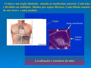 O timo é um órgão bilobado,  situado no mediastino anterior. Cada lobo é dividido em múltiplos  lóbulos por septos fibrosos. Cada lóbulo consiste de um córtex  e uma medula. Localização e estrutura do timo TIMO 