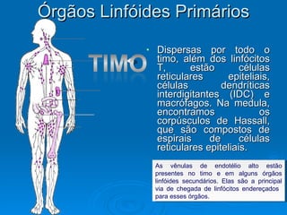 Órgãos Linfóides Primários Dispersas por todo o timo, além dos linfócitos T, estão células reticulares epiteliais, células dendríticas interdigitantes (IDC) e macrófagos. Na medula, encontramos os corpúsculos de Hassall, que são compostos de espirais de células reticulares epiteliais. As vênulas de endotélio alto estão presentes no timo e em alguns órgãos linfóides secundários. Elas são a principal via de chegada de linfócitos endereçados  para esses órgãos. 