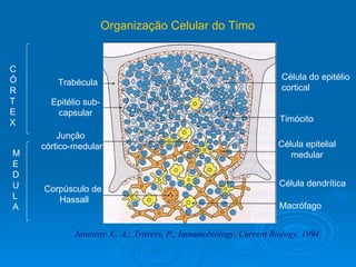 Trabécula Epitélio sub-capsular Junção córtico-medular Corpúsculo de Hassall Célula do epitélio  cortical Timócito Célula epitelial  medular Célula dendrítica Macrófago Organização Celular do Timo C Ó R T E X M E D U L A Janeway, C. A.; Travers, P., Immunobiology, Current Biology, 1994 