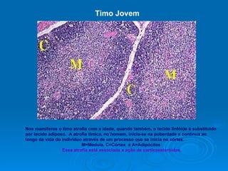 Nos mamíferos o timo atrofia com a idade, quando também, o tecido linfóide é substituído por tecido adiposo.  A atrofia tímica, no homem, inicia-se na puberdade e continua ao longo da vida do indivíduo através de um processo que se inicia no córtex. M=Medula, C=Córtex  e A=Adipócitos Essa atrofia está associada a ação de corticoesteróides. Timo Jovem 