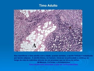 Nos mamíferos o timo atrofia com a idade, quando também, o tecido linfóide é substituído por tecido adiposo.  A atrofia tímica, no homem, inicia-se na puberdade e continua ao longo da vida do indivíduo através de um processo que se inicia no córtex. M=Medula, C=Córtex  e A=Adipócitos Essa atrofia está associada a ação de corticoesteróides. Timo Adulto 