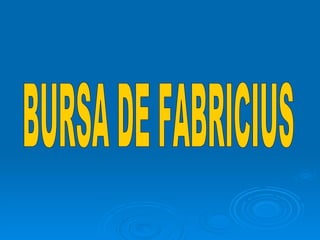 BURSA DE FABRICIUS 