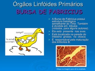 Órgãos Linfóides Primários   BURSA DE FABRICIUS A Bursa de Fabricius possui estrutura histológica semelhante ao Timo. Também é dividida em  lóbulos  (nódulos, para alguns autores). Ela está  presente  nas aves.  Está localizada na parede do intestino  grosso,  na  cloaca.  É  responsável pela maturação dos linfócitos B. Clique na imagem para vê-la ampliada. 