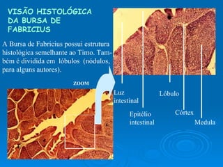 VISÃO HISTOLÓGICA DA BURSA DE FABRICIUS A Bursa de Fabricius possui estrutura histológica semelhante ao Timo. Tam- bém é dividida em  lóbulos  (nódulos,  para alguns autores). ZOOM Luz intestinal Epitélio intestinal Lóbulo Córtex Medula 