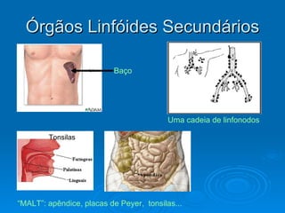 Órgãos Linfóides Secundários Baço Tonsilas “ MALT”: apêndice, placas de Peyer,  tonsilas... Uma cadeia de linfonodos  