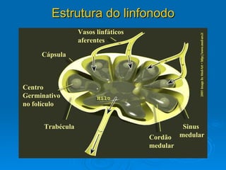 Estrutura do linfonodo Trabécula Centro  Germinativo no folículo Cápsula Vasos linfáticos aferentes Sinus  medular Cordão  medular 