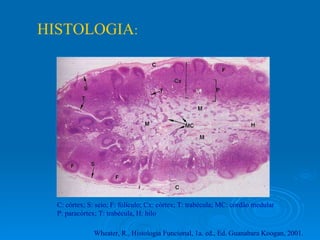 HISTOLOGIA : C: córtex; S: seio; F: folículo; Cx: córtex; T: trabécula; MC: cordão medular P: paracórtex; T: trabécula, H: hilo Wheater, R., Histologia Funcional, 1a. ed., Ed. Guanabara Koogan, 2001.  