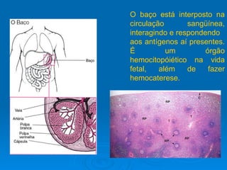 O baço está interposto na circulação sangüínea, interagindo e respondendo aos antígenos aí presentes.  É um órgão hemocitopóiético na vida fetal, além de fazer hemocaterese. 