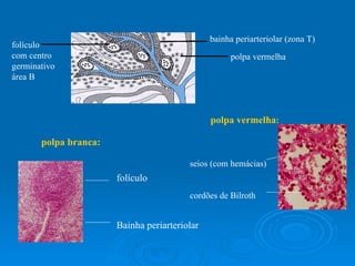 bainha periarteriolar (zona T) polpa vermelha folículo com centro germinativo área B polpa branca: folículo Bainha periarteriolar polpa vermelha : seios (com hemácias) cordões de Bilroth 