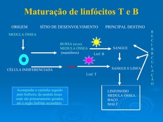 BURSA (aves) MEDULA ÓSSEA (mamíferos) TIMO SANGUE SANGUE E LINFA MEDULA ÓSSEA ORIGEM  SÍTIO DE DESENVOLVIMENTO  PRINCIPAL DESTINO  Maturação de linfócitos T e B CÉLULA INDIFERENCIADA Linf. B Linf. T LINFONODO MEDULA ÓSSEA BAÇO  MALT R E C I R R C U L A Ç Ã O Acompanhe o caminho seguido pelo linfócito, da medula óssea onde são primariamente gerados, até o órgão linfóide secundário 