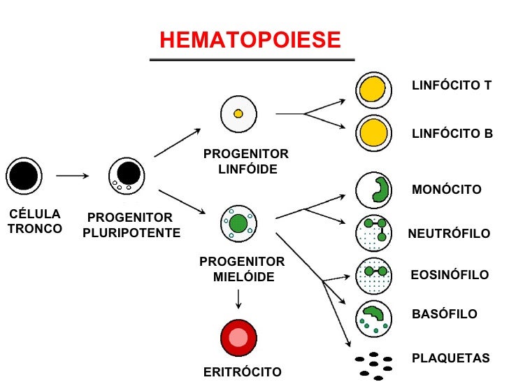 Células Mieloides E Linfóides – Diferença entre células mieloides e ...