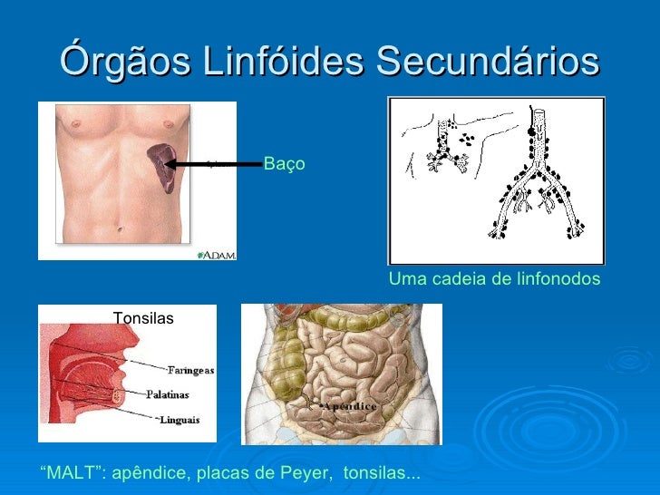O Que E Quais São Os Órgãos Linfoides Primários E Secundários. – WATQVT