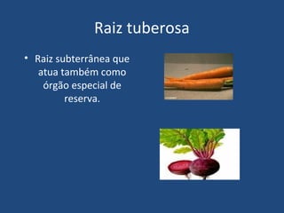 Raiz tuberosa
• Raiz subterrânea que
   atua também como
    órgão especial de
         reserva.
 