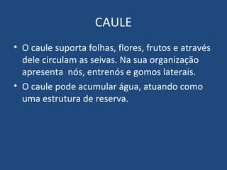 CAULE
• O caule suporta folhas, flores, frutos e através
  dele circulam as seivas. Na sua organização
  apresenta nós, entrenós e gomos laterais.
• O caule pode acumular água, atuando como
  uma estrutura de reserva.
 