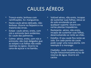 CAULES AÉREOS
•   Tronco-ereto, lenhoso com           •   Volúvel aéreo, não ereto, incapaz
    ramificações. Ex: mangueiras.           de sustentar suas folhas; eleva-se
•   Haste-caule aéreo delicado, não-        do solo enrolando-se em
    lenhoso. Ocorre no feijoeiro e na       qualquer suporte. Ocorre em
    maioria das ervas.                      certas plantas trepadeiras.
•   Estipe- caule aéreo, ereto, com     •   Rastejante- aéreo, não ereto,
    nós e entrenós bem evidentes.           incapaz de sustentar suas folhas,
    Ex: caule das palmeiras.                desenvolvendo-se rente ao chão.
•   Colmo- aéreo, ereto, com nós e      •   Estolho- O seu caule fica rente ao
    entrenós; são mais delgados que         solo. Em cada ponto do caule
    as estipes e as folhas não estão        pode surgir uma nova planta. Um
    restritas no ápice. Ocorre na           exemplo é o morango.
    cana-de-açúcar e no bambu.
                                            Cladódio- caule modificado com
                                            função fotossintetizante e/ou de
                                            reserva de água. Ocorre em
                                            cactos
 
