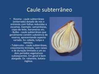 Caule subterrâneo
• Rizoma - caule subterrâneo
    (enterrado) dotado de nós e
 entrenós com folhas reduzidas a
 escamas. Exemplo: samambaias,
   copo-de-leite, bananeiras etc.
  - Bulbo - caule subterrâneo que
geralmente contêm substância de
   reserva, apresentando aspecto
     variado. Ex: cebola, tulipa e
              narcisos.
 - Tubérculos - caule subterrâneo,
 crescimento limitado, sem raízes
   e de duração limitada a um ou
      dois períodos vegetativos
   subseqüentes. Em geral é bem
   alargado. Ex: rabanete, batata-
               inglesa.
 