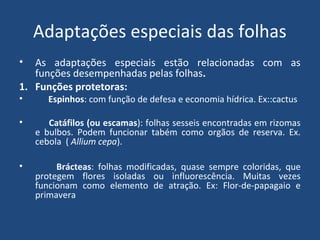 Adaptações especiais das folhas
•  As adaptações especiais estão relacionadas com as
   funções desempenhadas pelas folhas.
1. Funções protetoras:
•      Espinhos: com função de defesa e economia hídrica. Ex::cactus

•      Catáfilos (ou escamas): folhas sesseis encontradas em rizomas
    e bulbos. Podem funcionar tabém como orgãos de reserva. Ex.
    cebola ( Allium cepa).

•        Brácteas: folhas modificadas, quase sempre coloridas, que
    protegem flores isoladas ou influorescência. Muitas vezes
    funcionam como elemento de atração. Ex: Flor-de-papagaio e
    primavera
 
