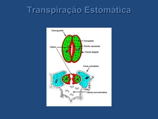 Transpiração Estomática
 