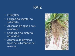 RAIZ
• FUNÇÕES
• Fixação do vegetal ao
  substrato;
• Absorção de água e sais
  minerais;
• Condução do material
  absorvido;
• Acúmulo de diversos
  tipos de substâncias de
  reserva.
 