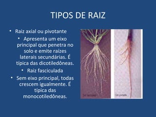 TIPOS DE RAIZ
• Raiz axial ou pivotante
    • Apresenta um eixo
   principal que penetra no
       solo e emite raízes
     laterais secundárias. É
   típica das dicotiledôneas.
      • Raiz fasciculada
 • Sem eixo principal, todas
     crescem igualmente. É
            típica das
       monocotiledôneas.
 