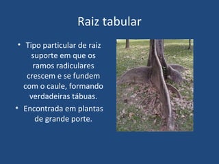Raiz tabular
 • Tipo particular de raiz
     suporte em que os
      ramos radiculares
    crescem e se fundem
   com o caule, formando
     verdadeiras tábuas.
• Encontrada em plantas
       de grande porte.
 