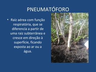 PNEUMATÓFORO
• Raiz aérea com função
    respiratória, que se
   diferencia a partir de
  uma raiz subterrânea e
   cresce em direção à
     superfície, ficando
     exposta ao ar ou a
           água.
 