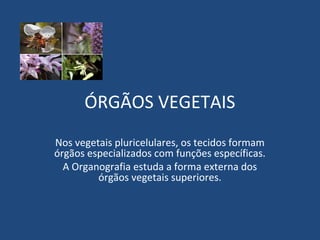ÓRGÃOS VEGETAIS
Nos vegetais pluricelulares, os tecidos formam
órgãos especializados com funções específicas.
  A Organografia estuda a forma externa dos
         órgãos vegetais superiores.
 